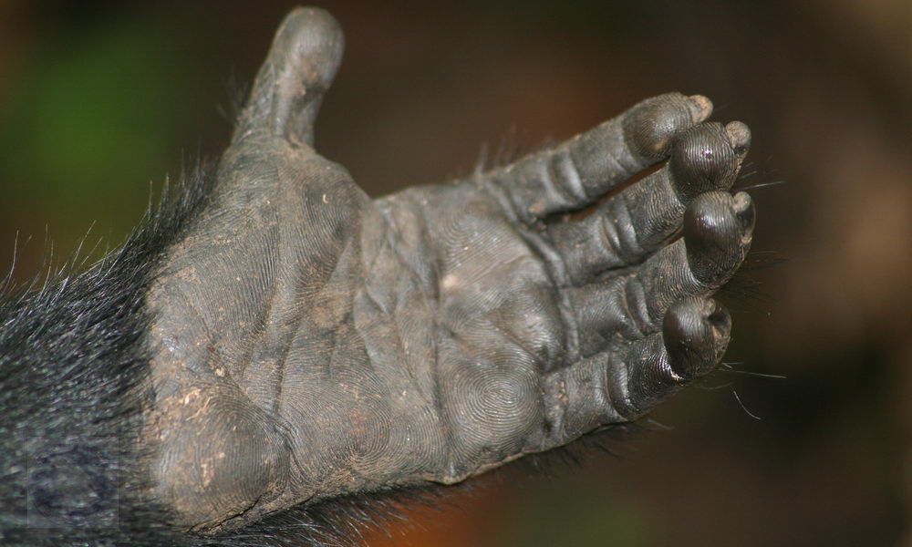 Slider-Macaca nigra hand