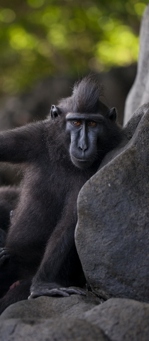 Macaca nigra on the beach